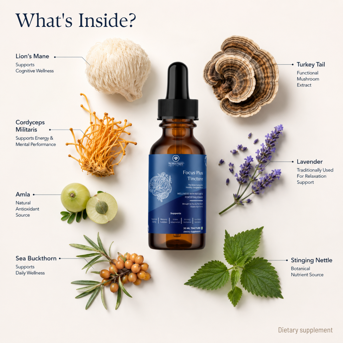 Focus Plus Tincture – Natural Brain & Cognitive Support