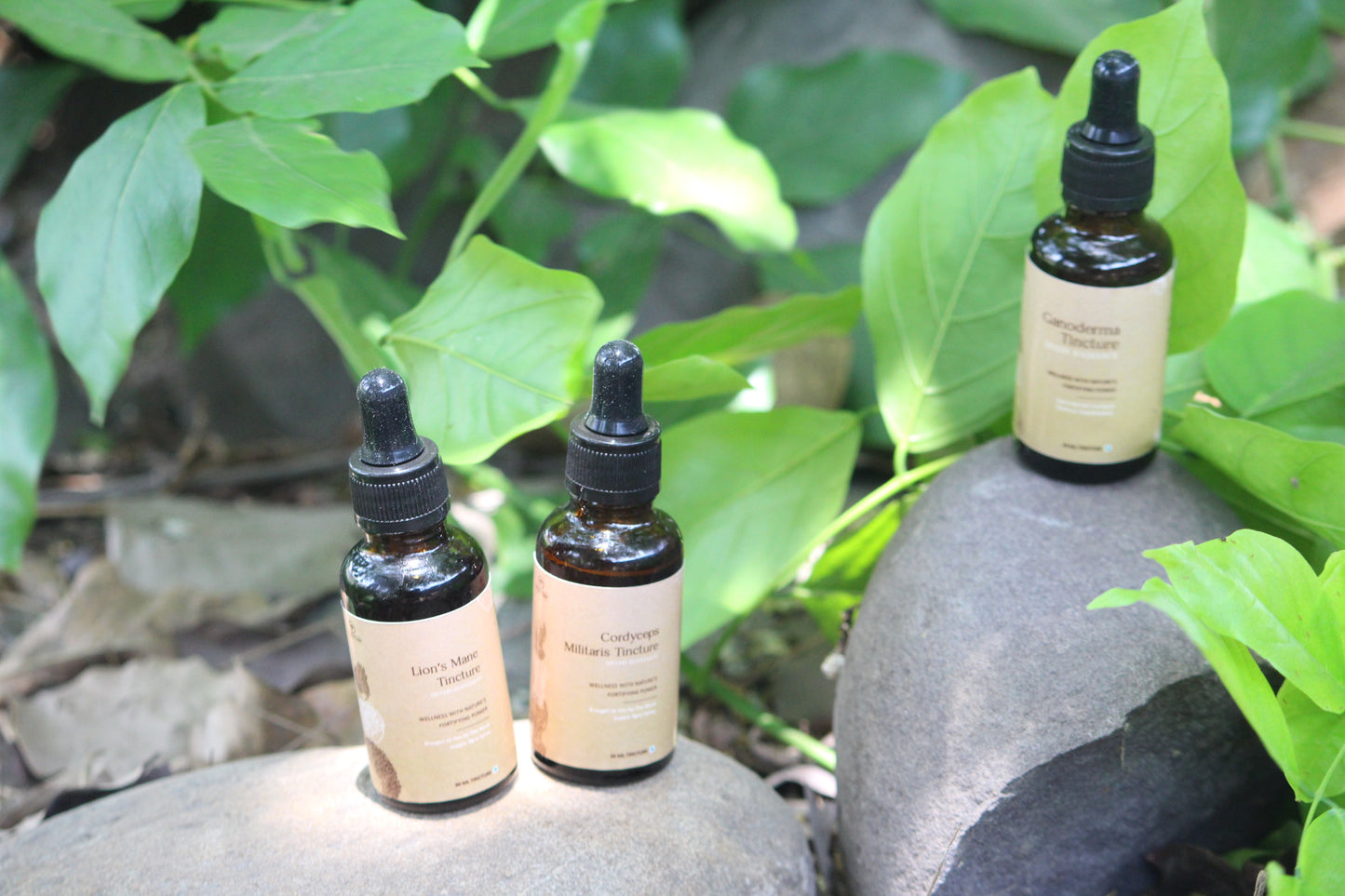 Lion’s Mane Tincture