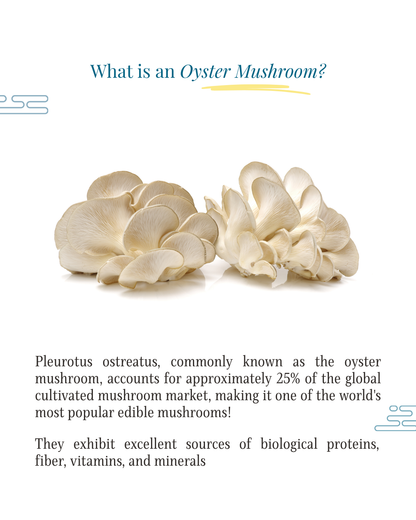 Sun Dried Oyster Mushrooms