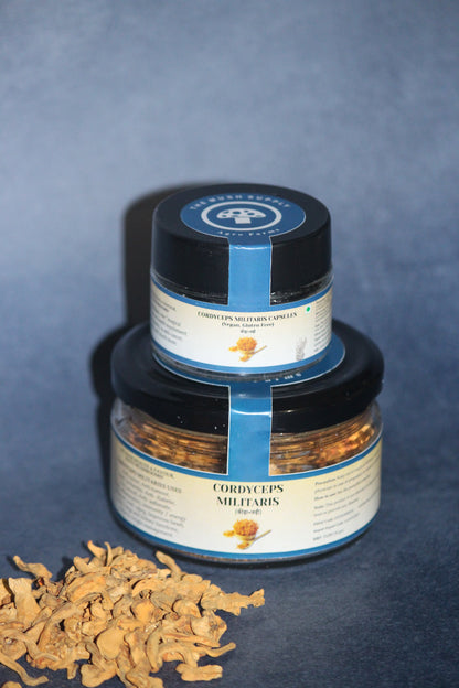 Cordyceps Militaris(KeedaJadi) Mushrooms (Starter - 7gm pack)
