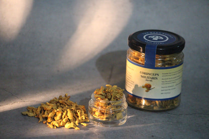 Cordyceps Militaris(KeedaJadi) Mushrooms (Starter - 7gm pack)